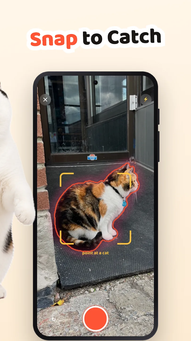 Cat Collector: Catch Real Cats 截图 2